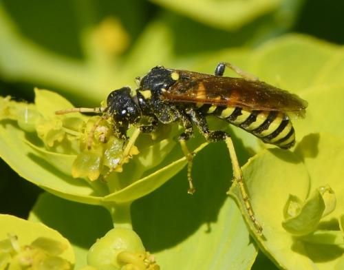 Réf. 229 055 : Cephaledo meridiana